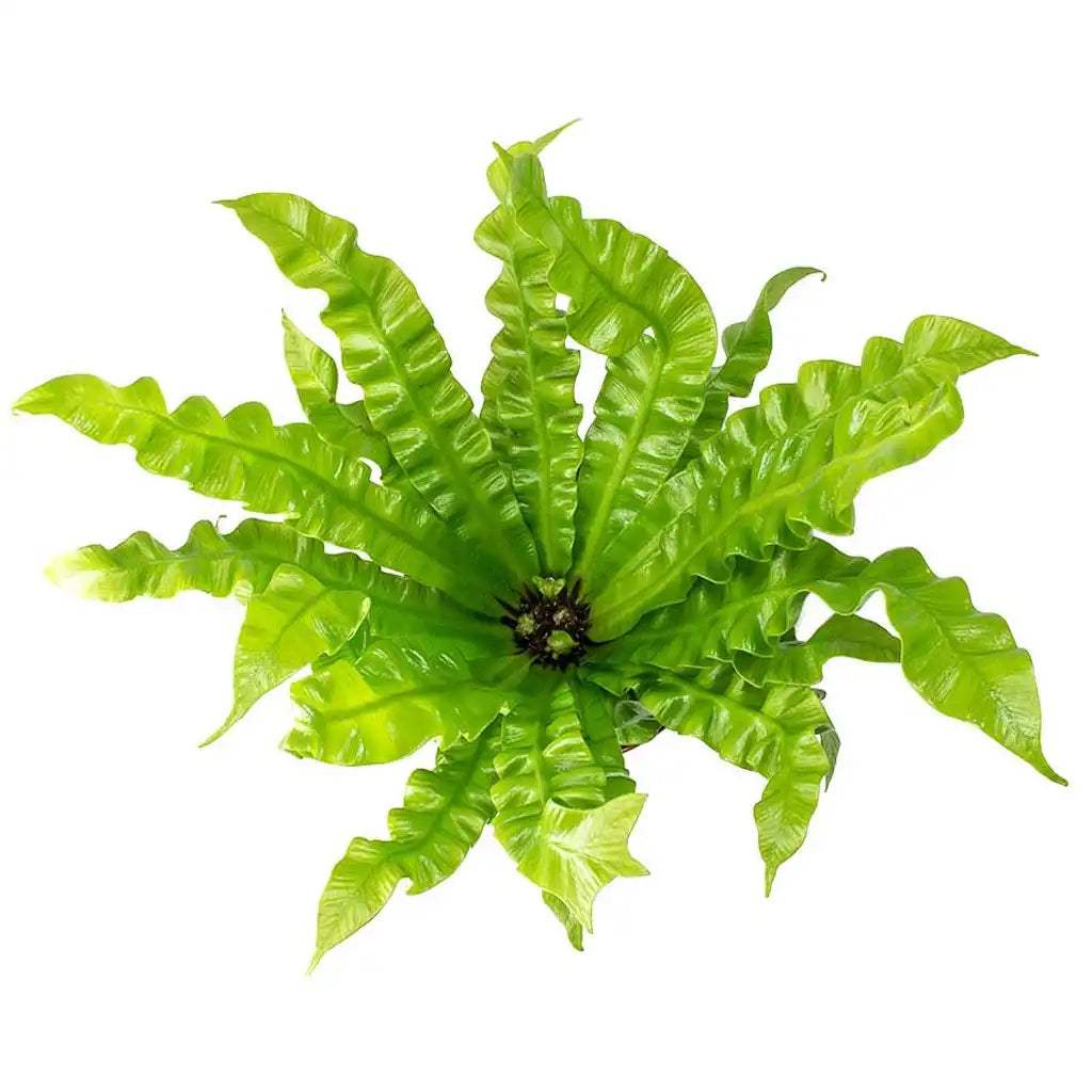 Asplenium Nidus - Bird's Nest Fern