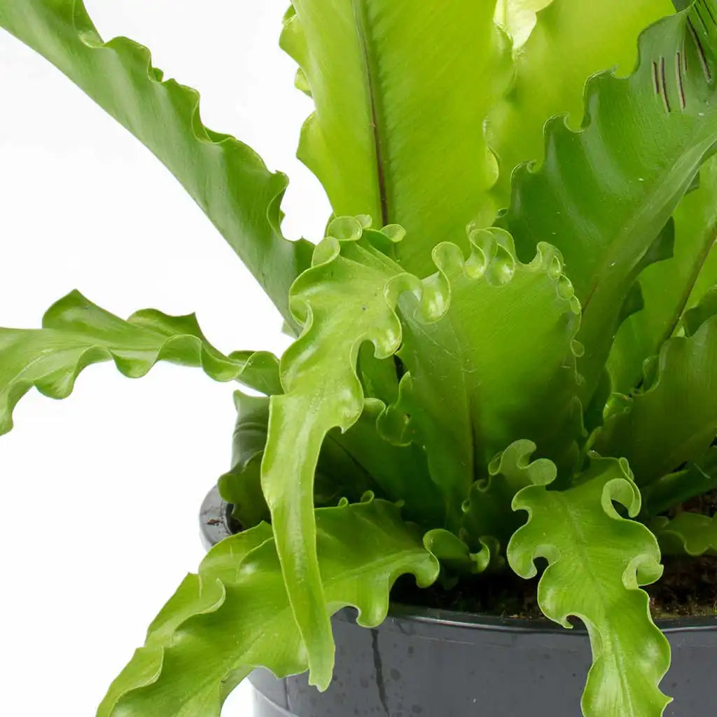 Asplenium Antiquum Osaka  - Spleenworts