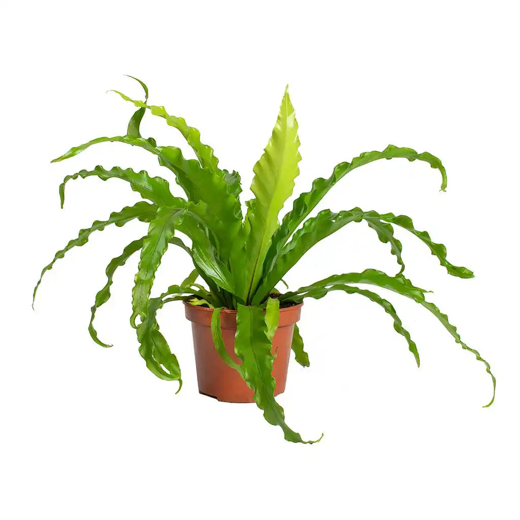 Asplenium Antiquum Osaka  - Spleenworts