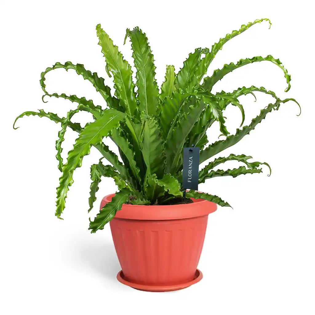 Asplenium Antiquum Osaka  - Spleenworts