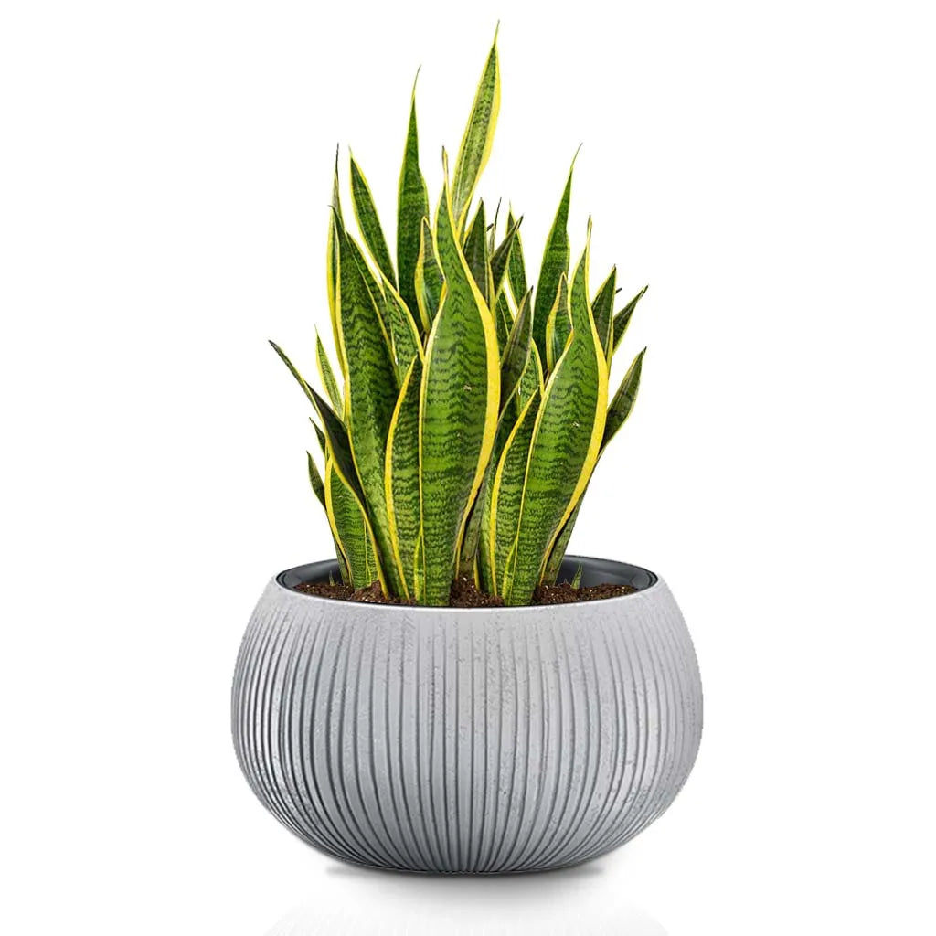 Flower Pot Dkb FLORANZA INTERNATIONAL NURSERY