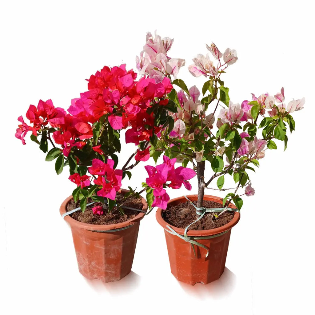 Bougainvillea- Set of 2 pieces( Assorted colours)