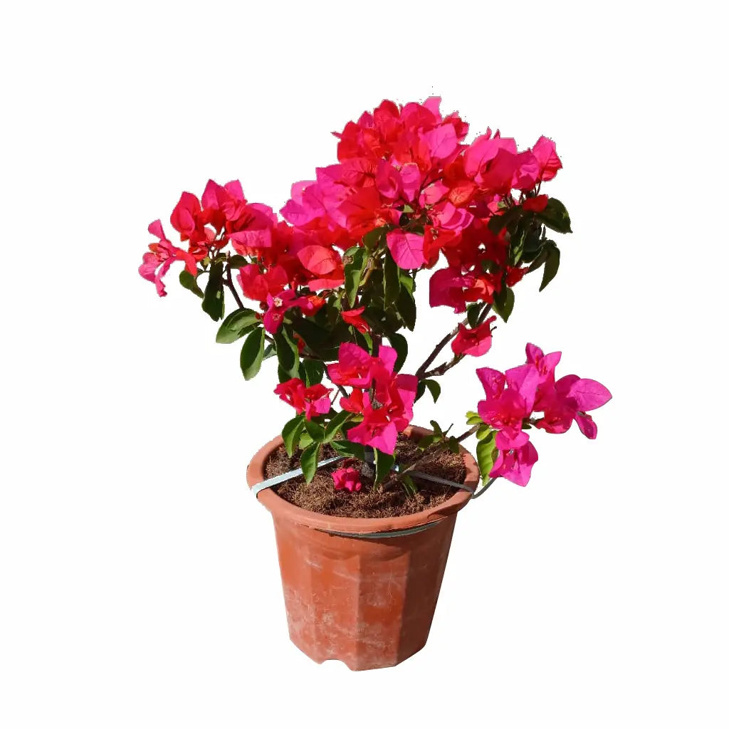 Bougainvillea (Assorted colours)