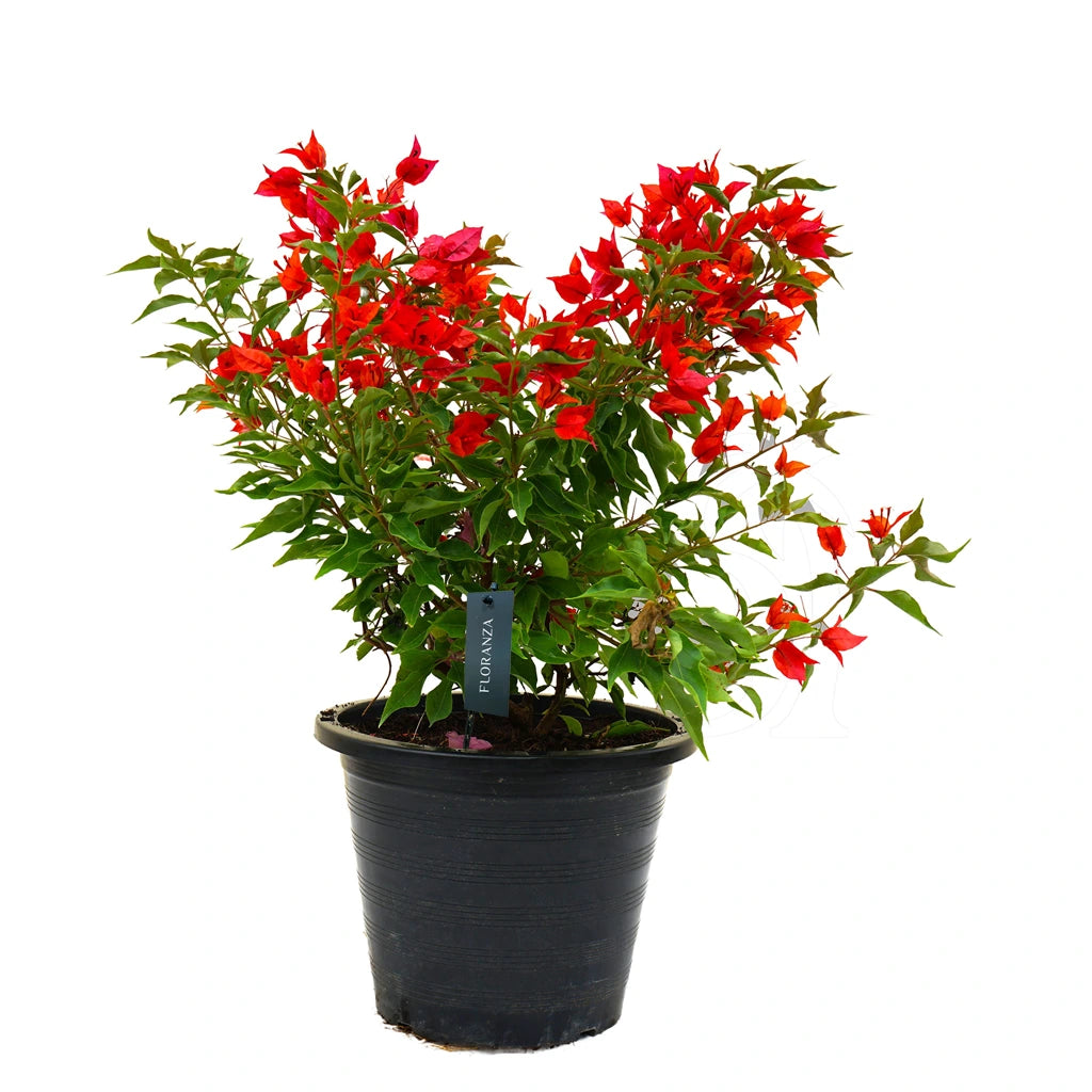 Bougainvillea (Assorted colours)