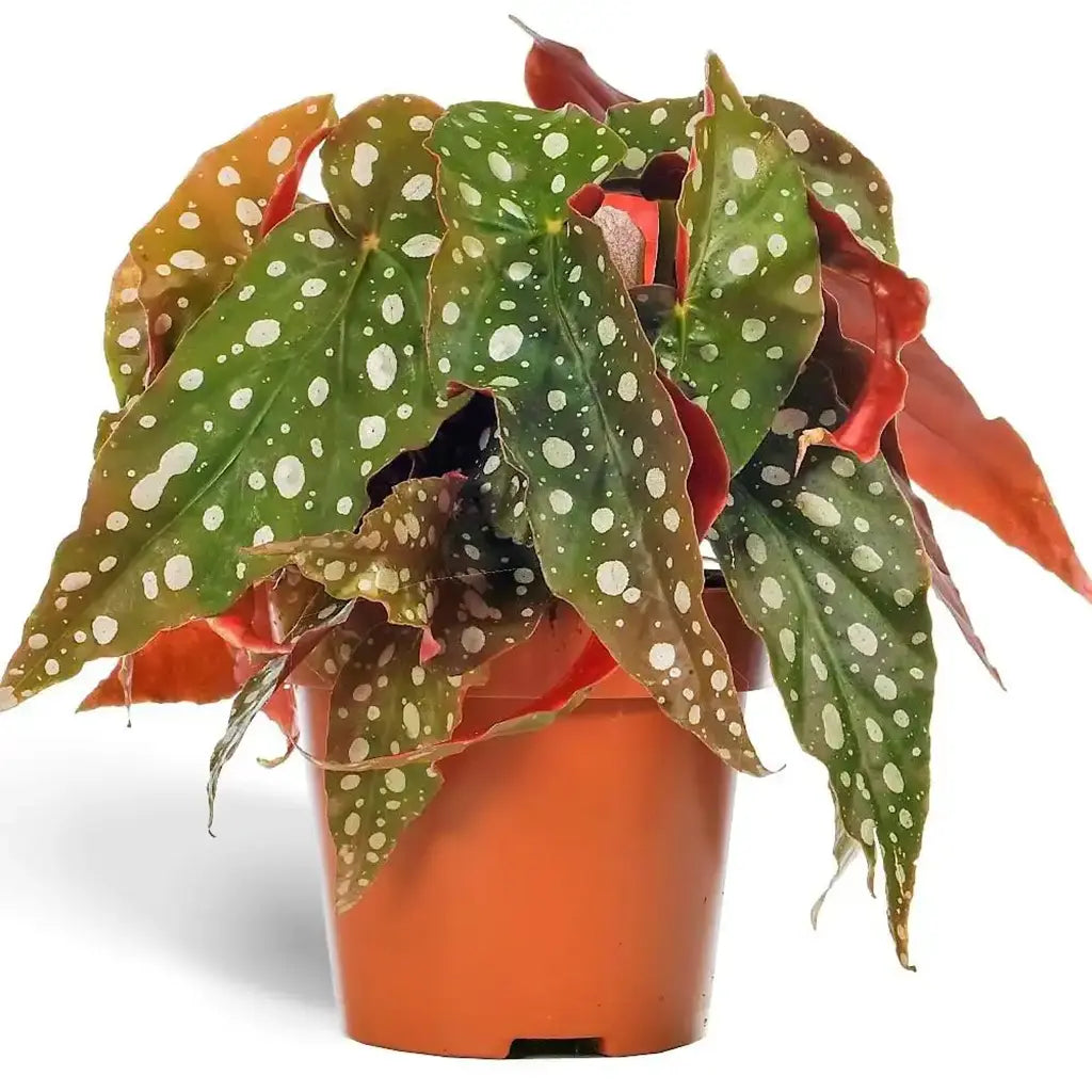 Begonia Maculata - Polka Dot Begonia