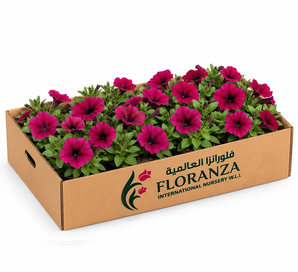 Petunia- Assorted colour