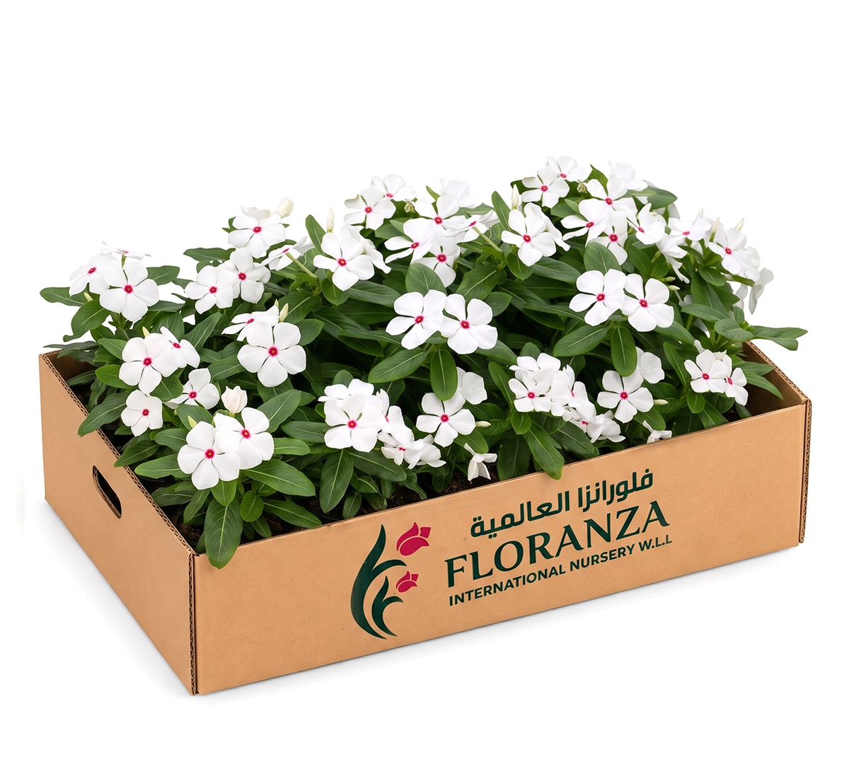 Vinca rosa -Periwinkle- Assorted colour