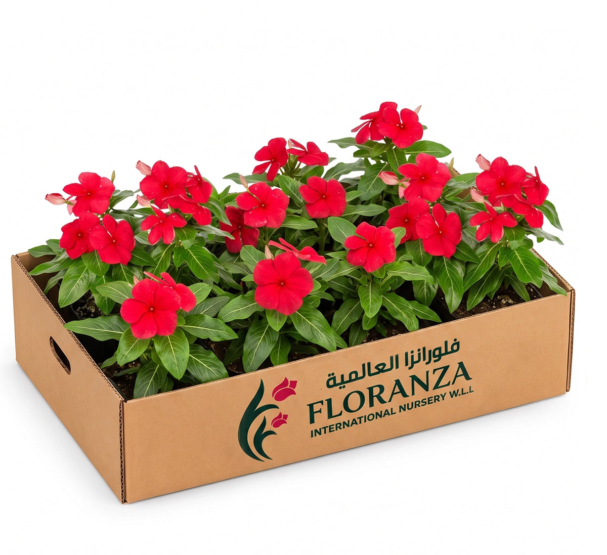 Vinca rosa -Periwinkle- Assorted colour