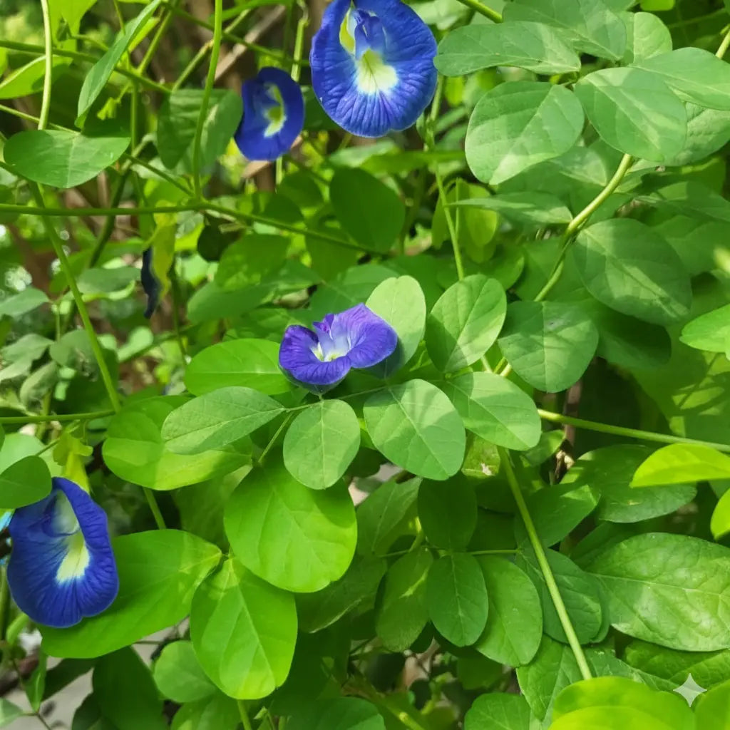 Butterfly pea plant - Blue tea plant- Clitoria ternatea