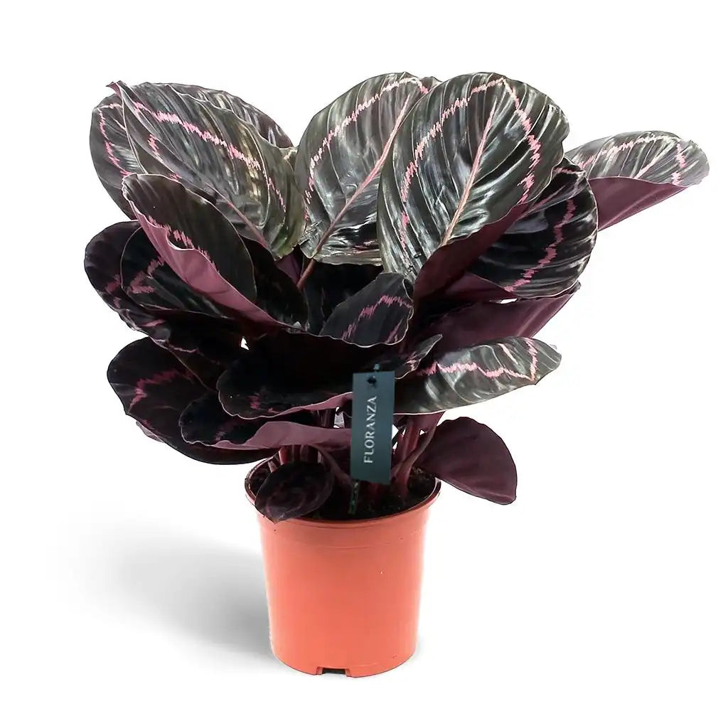 Calathea Roseopicta Dottie - Pink Painted Prayer Plant