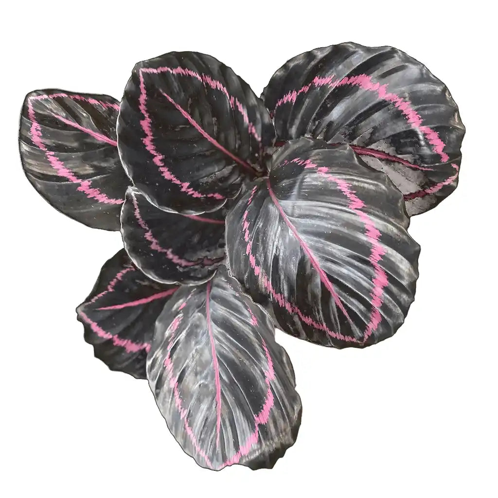 Calathea Roseopicta Dottie - Pink Painted Prayer Plant