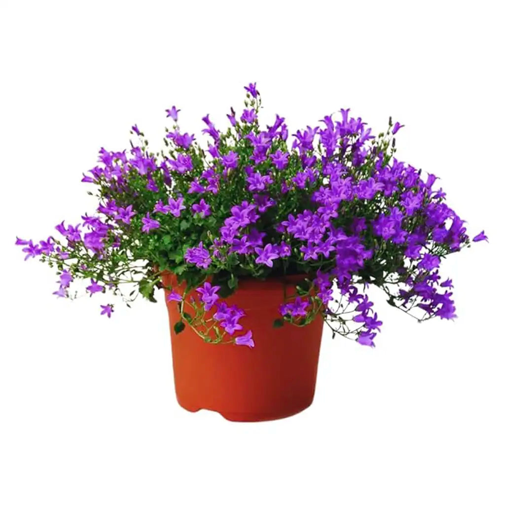 Campanula- Bellflowers
