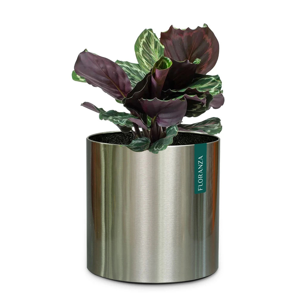 stainless steel indoor plant pots CML ROUND STAINLESS STEEL PLANTER MATT FINISH