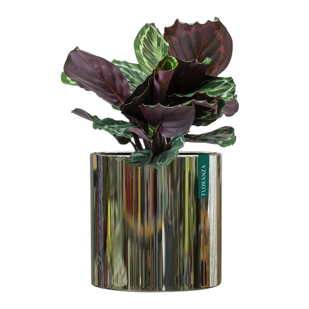 mirror pot plant CML ROUND STAINLESS STEEL PLANTER MIRROR FINISH