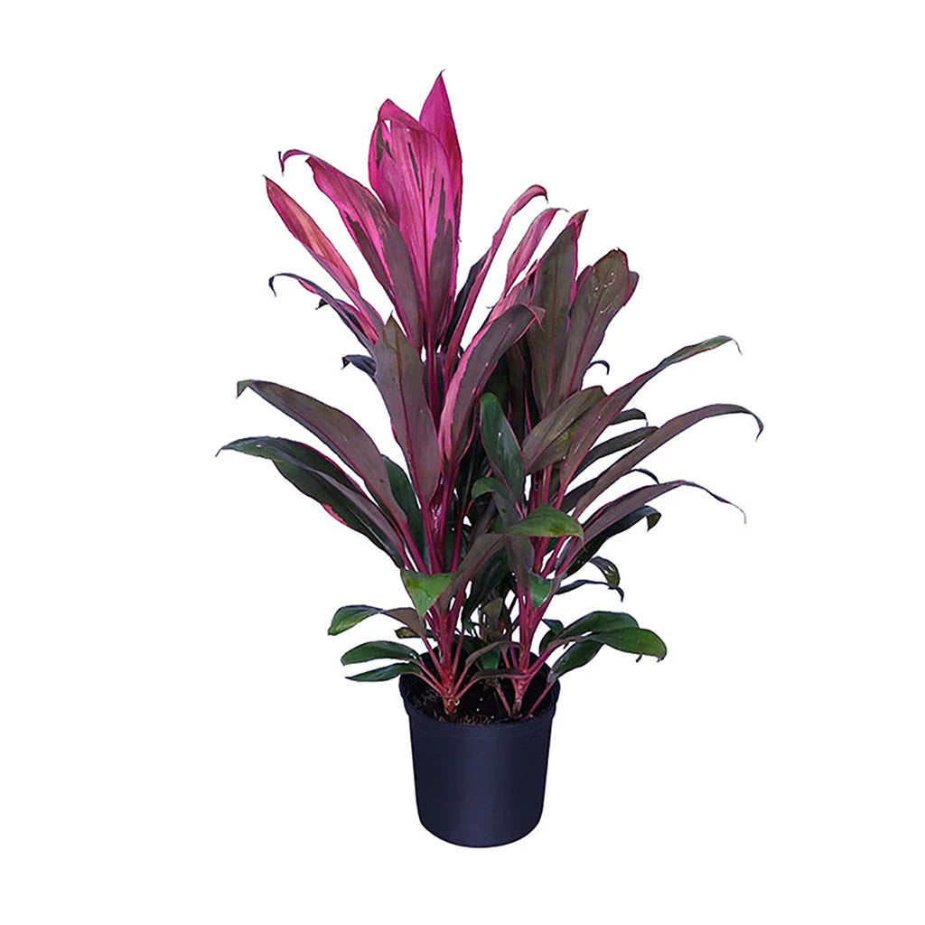 Cordyline Fruticosa - Cabbage Palm