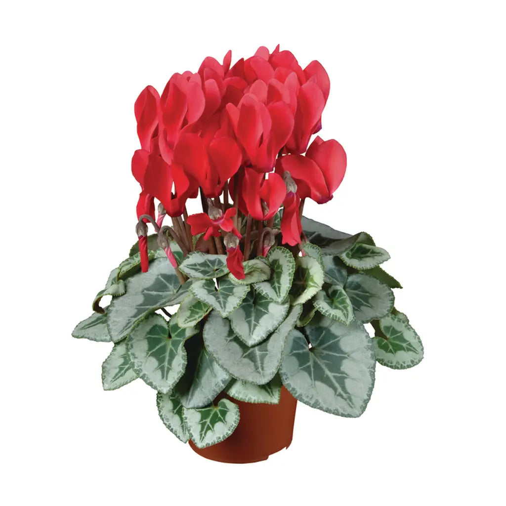 Cyclamen - Sowbread