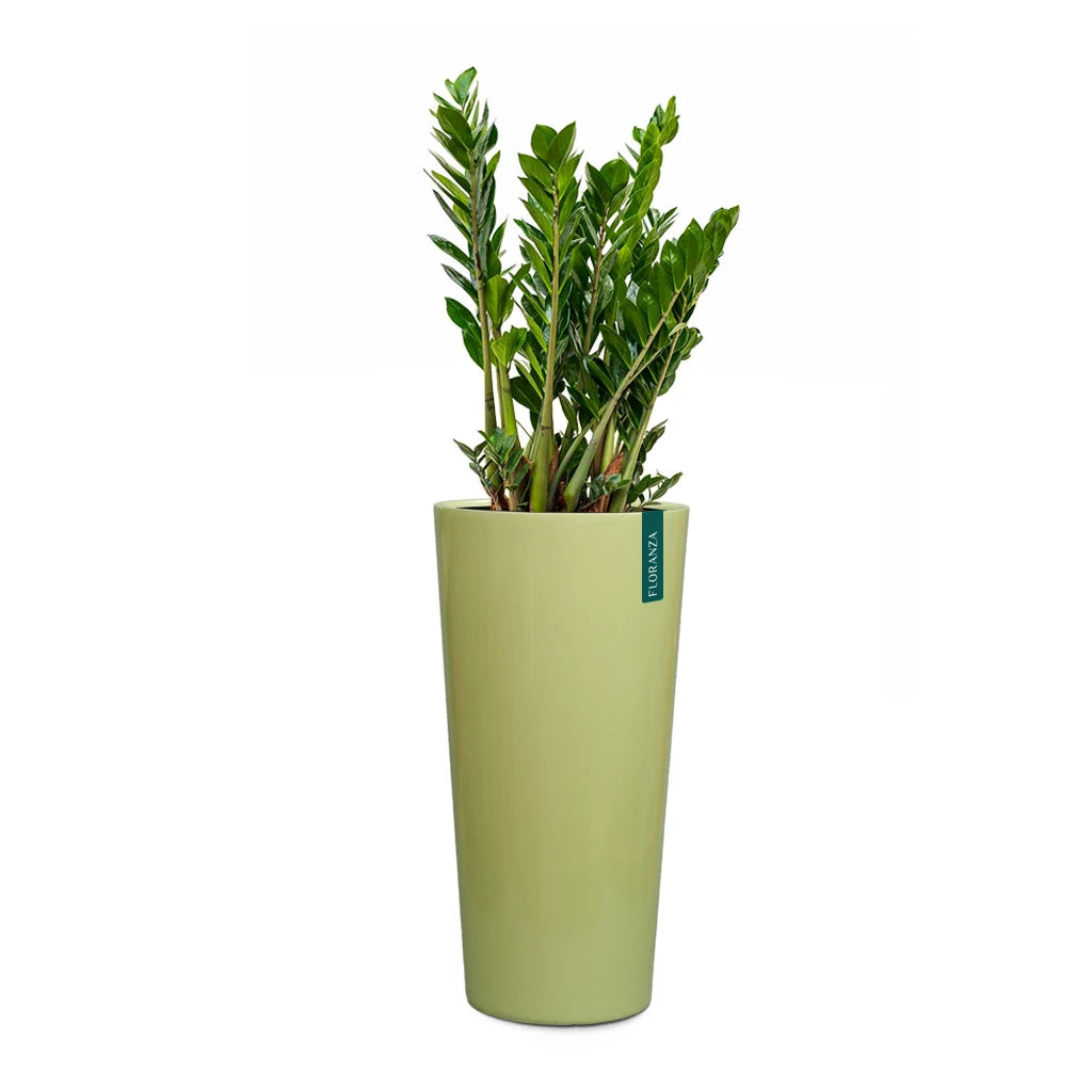 CYLINDER FIBER  PLANTER