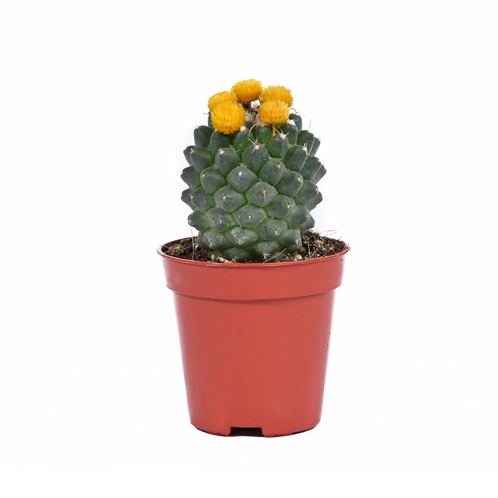 Cactus (Assorted type)