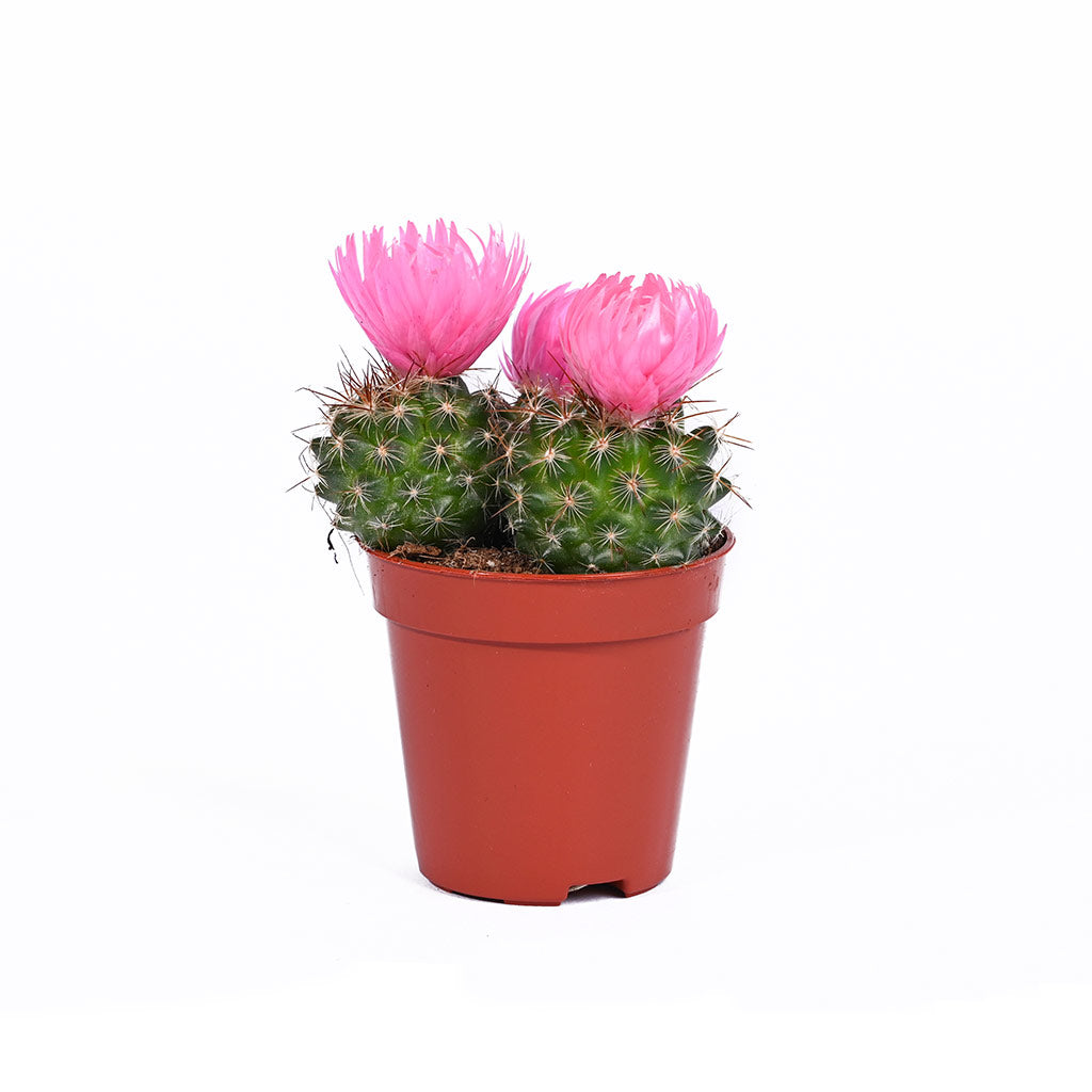 Cactus (Assorted type)