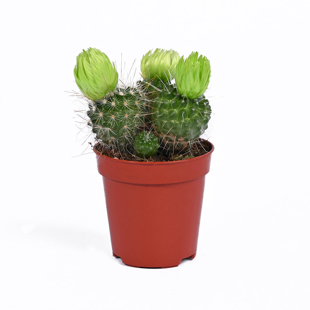 Cactus (Assorted type)