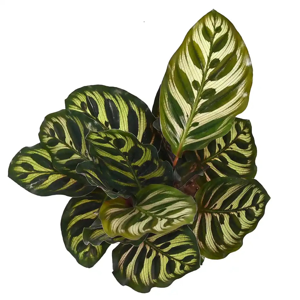 Calathea Makoyana   - Peacock Plant
