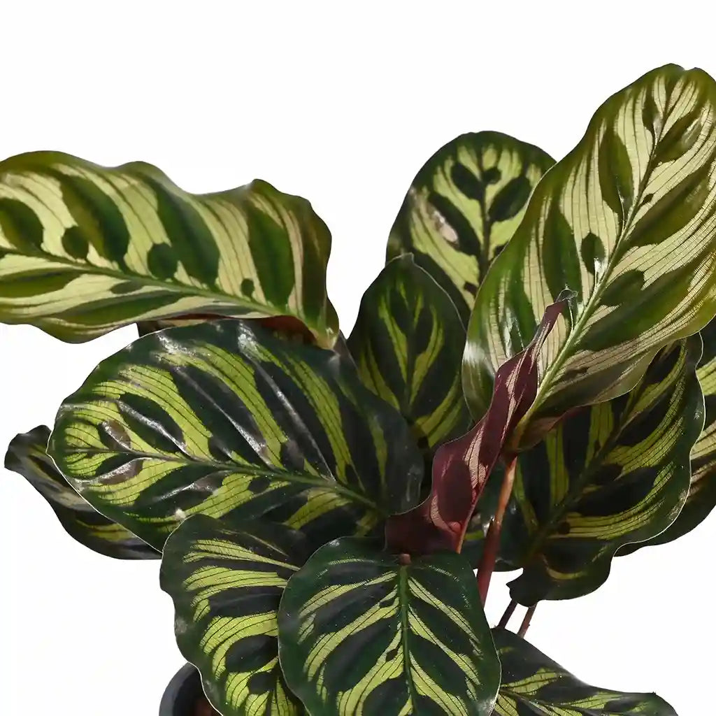 Calathea Makoyana   - Peacock Plant