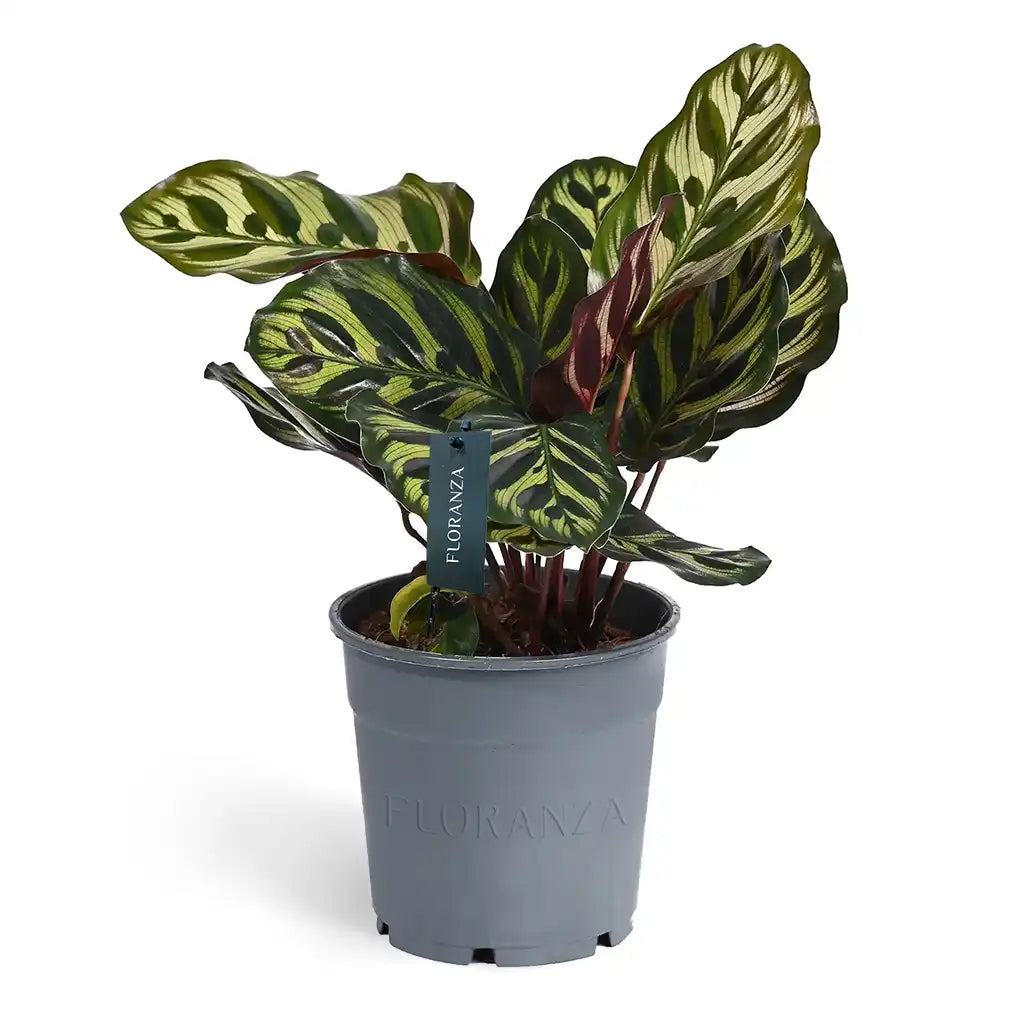 Calathea Makoyana   - Peacock Plant