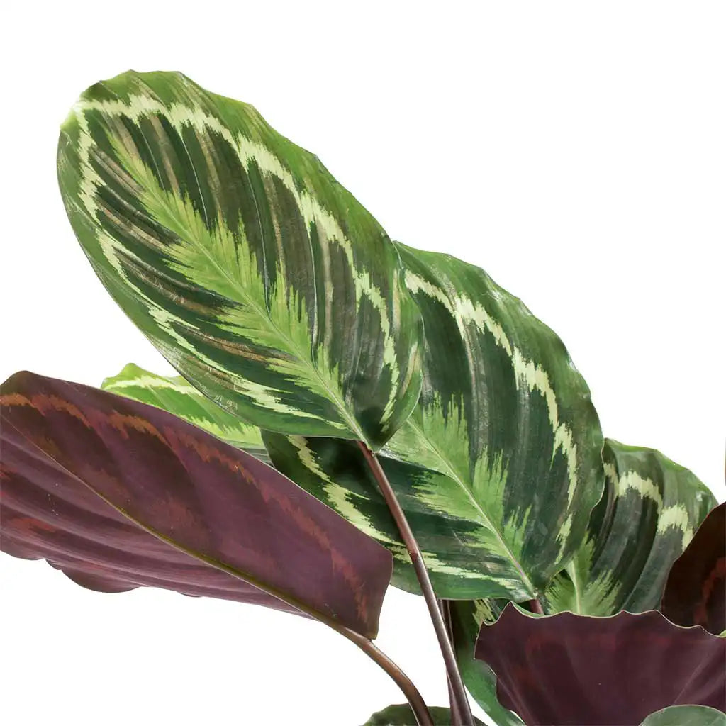 Calathea Medallion - Peacock Plant
