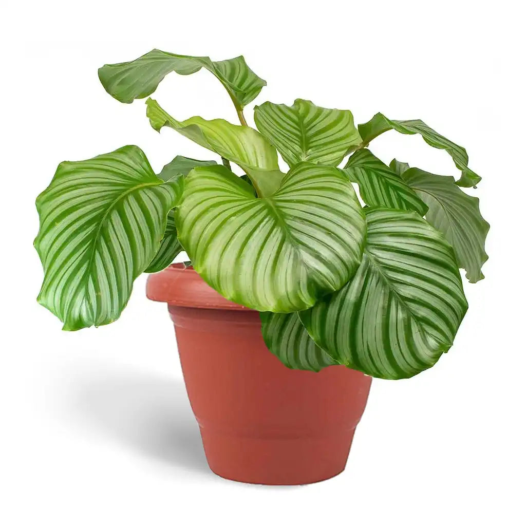 Calathea Orbifolia - Peacock Plant