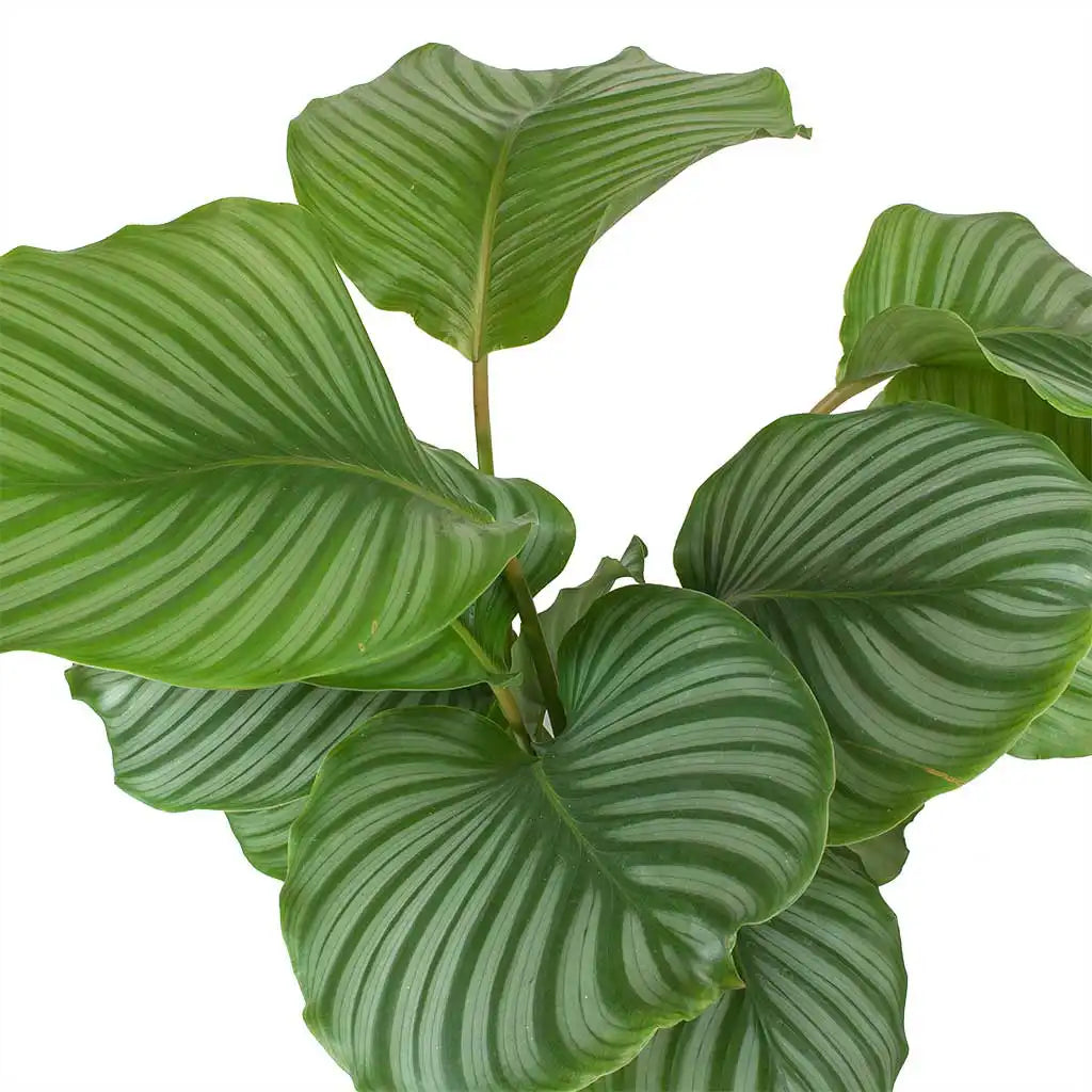 Calathea Orbifolia - Peacock Plant