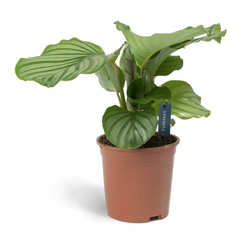 Calathea Orbifolia - Peacock Plant