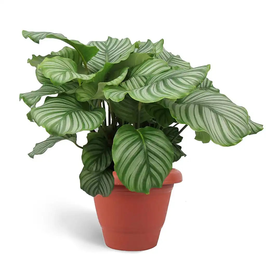 Calathea Orbifolia - Peacock Plant