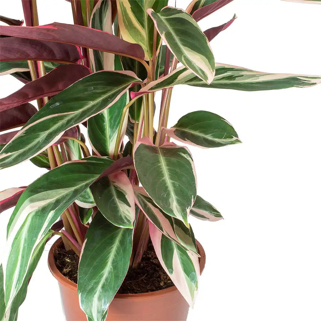 Calathea Triostar - Peacock Plant