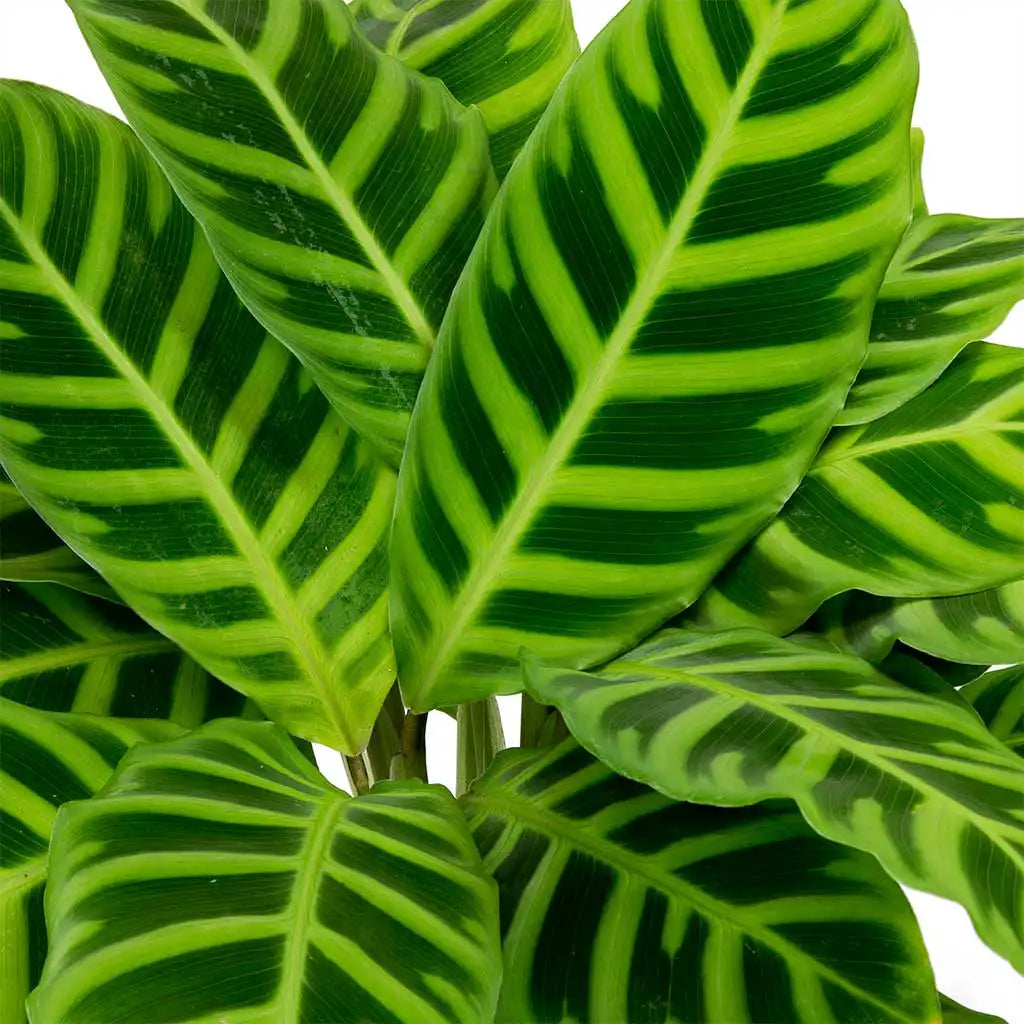 Calathea zebrina  - Peacock Plant -Zebra Plant