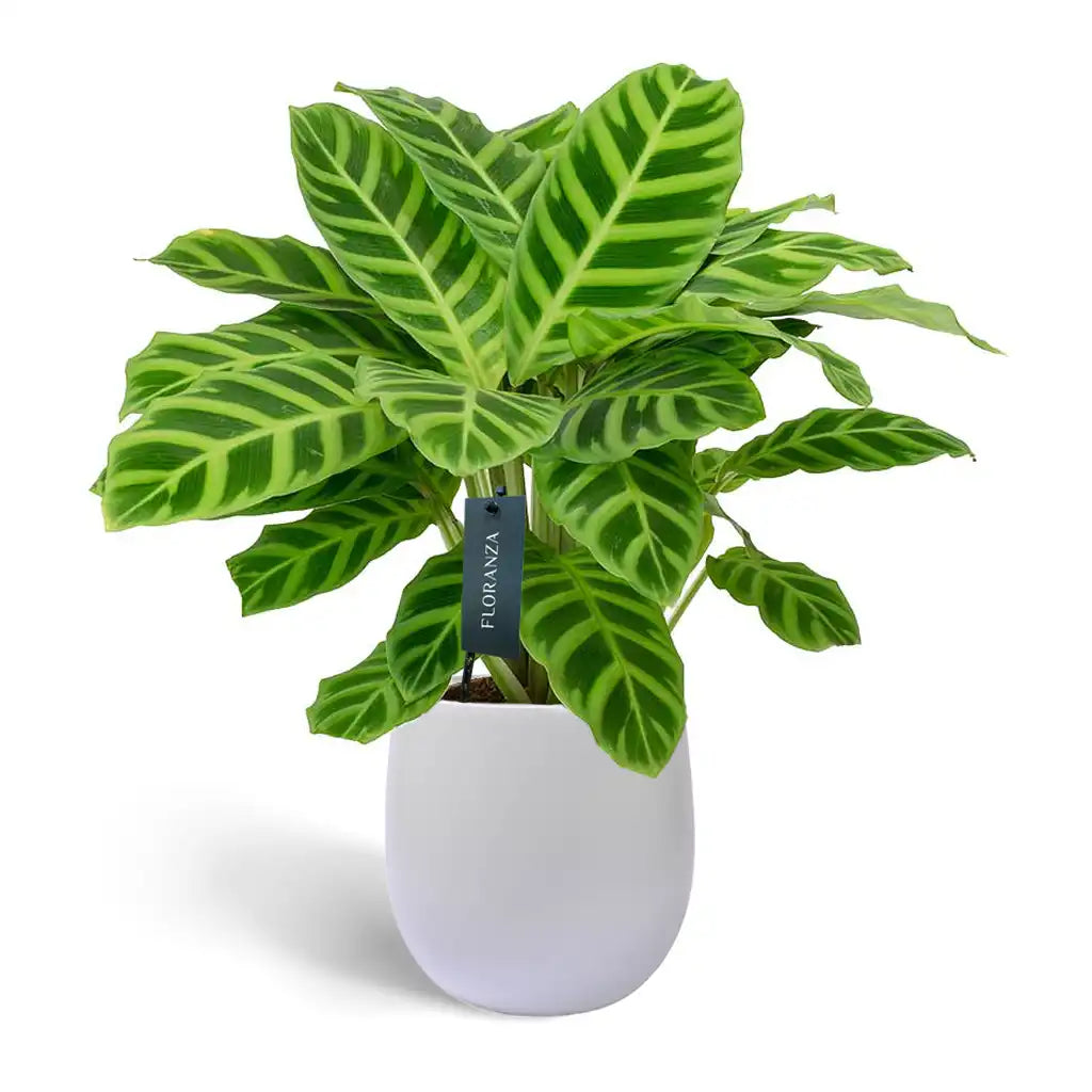 Calathea zebrina - Peacock Plant -Zebra Plant