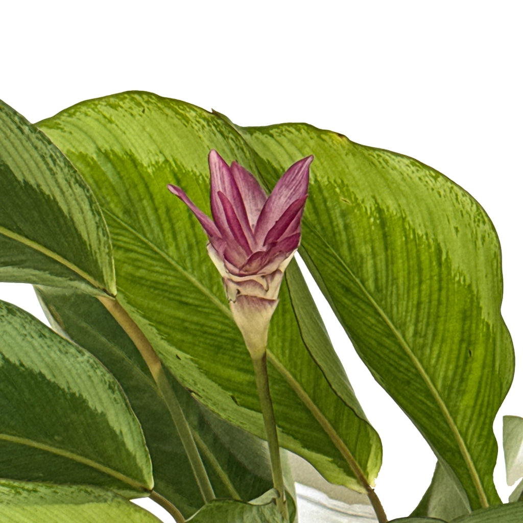 Calathea loeseneri- Brazilian Star Calathea