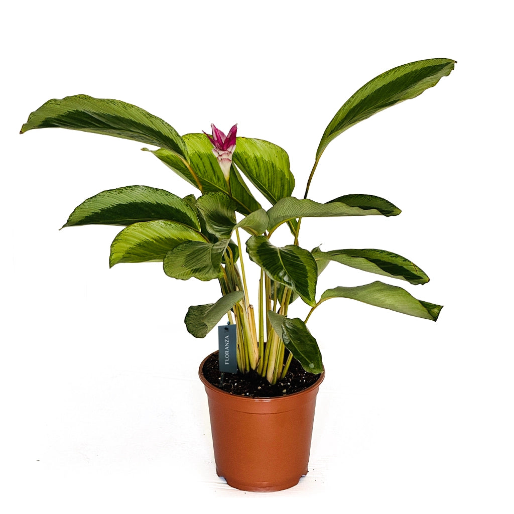 Calathea loeseneri- Brazilian Star Calathea