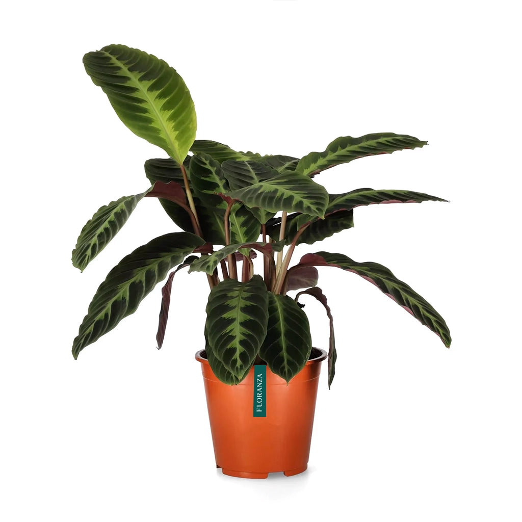 Calathea warscewiczii- Jungle Velvet Calathea