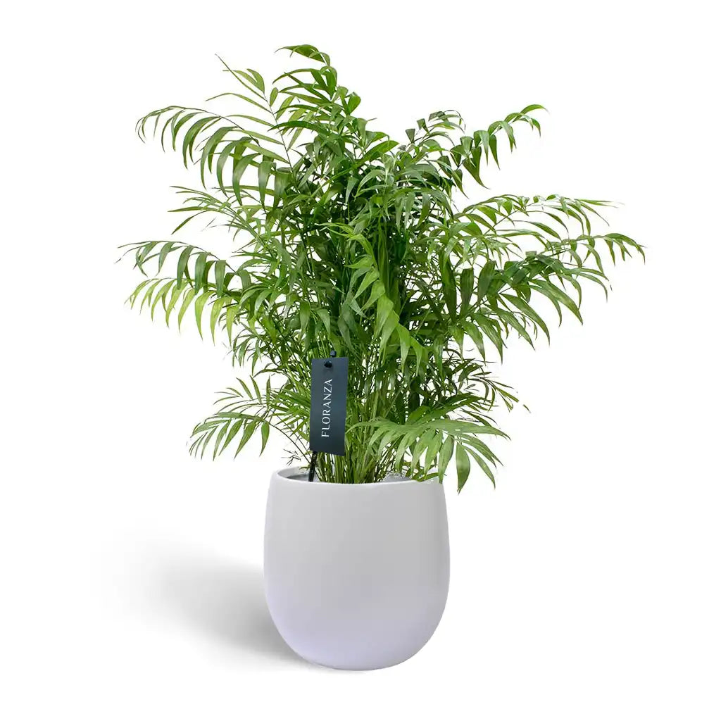 Chamaedorea Elegans - Dwarf Palm