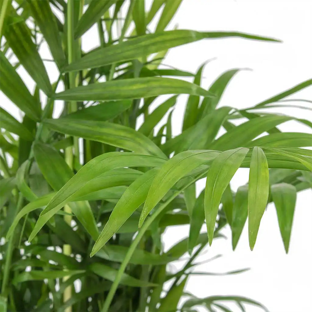 Chamaedorea Elegans - Dwarf Palm