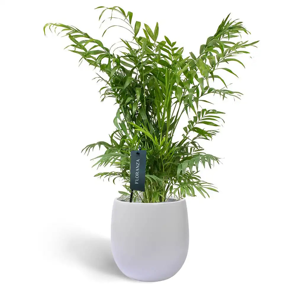 Chamaedorea Elegans - Dwarf Palm