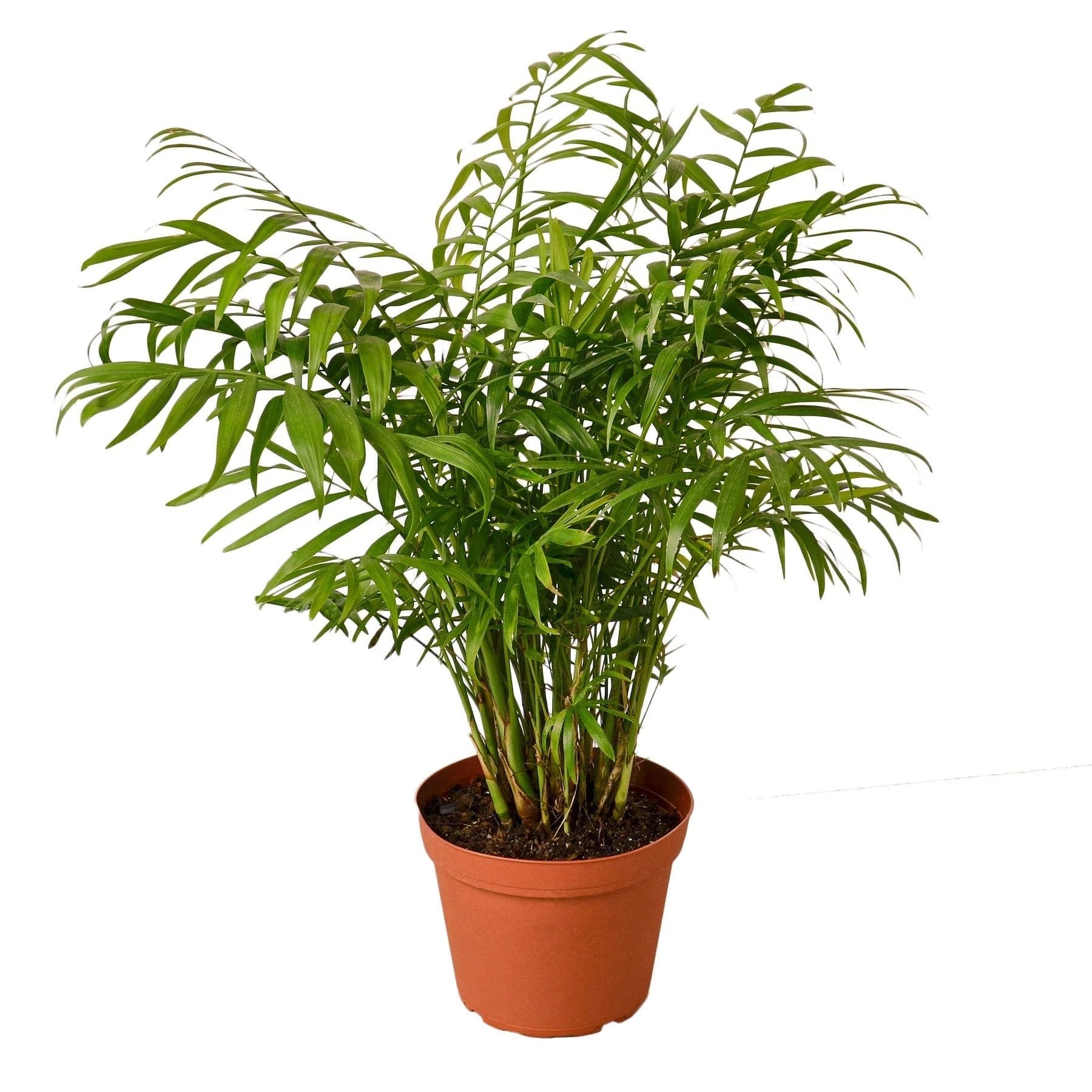 Chamaedorea Elegans - Dwarf Palm