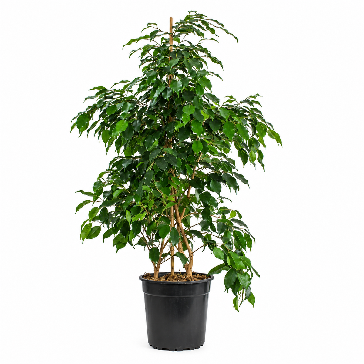 Ficus benjamina- Weeping fig