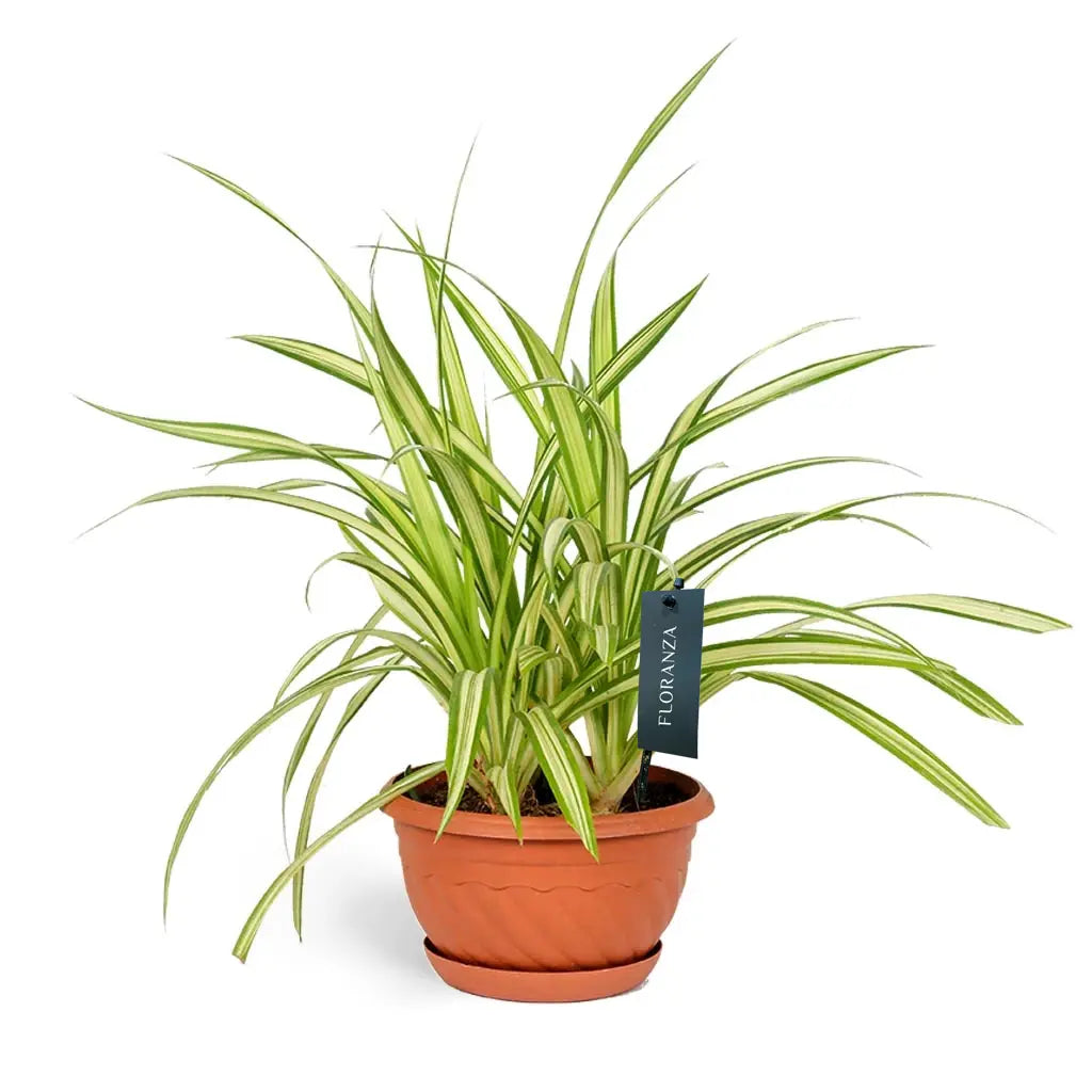 Chlorophytum - Spider Plant