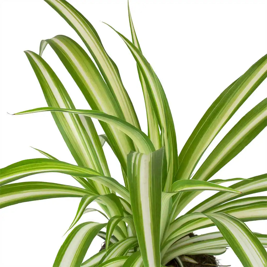 Chlorophytum - Spider Plant