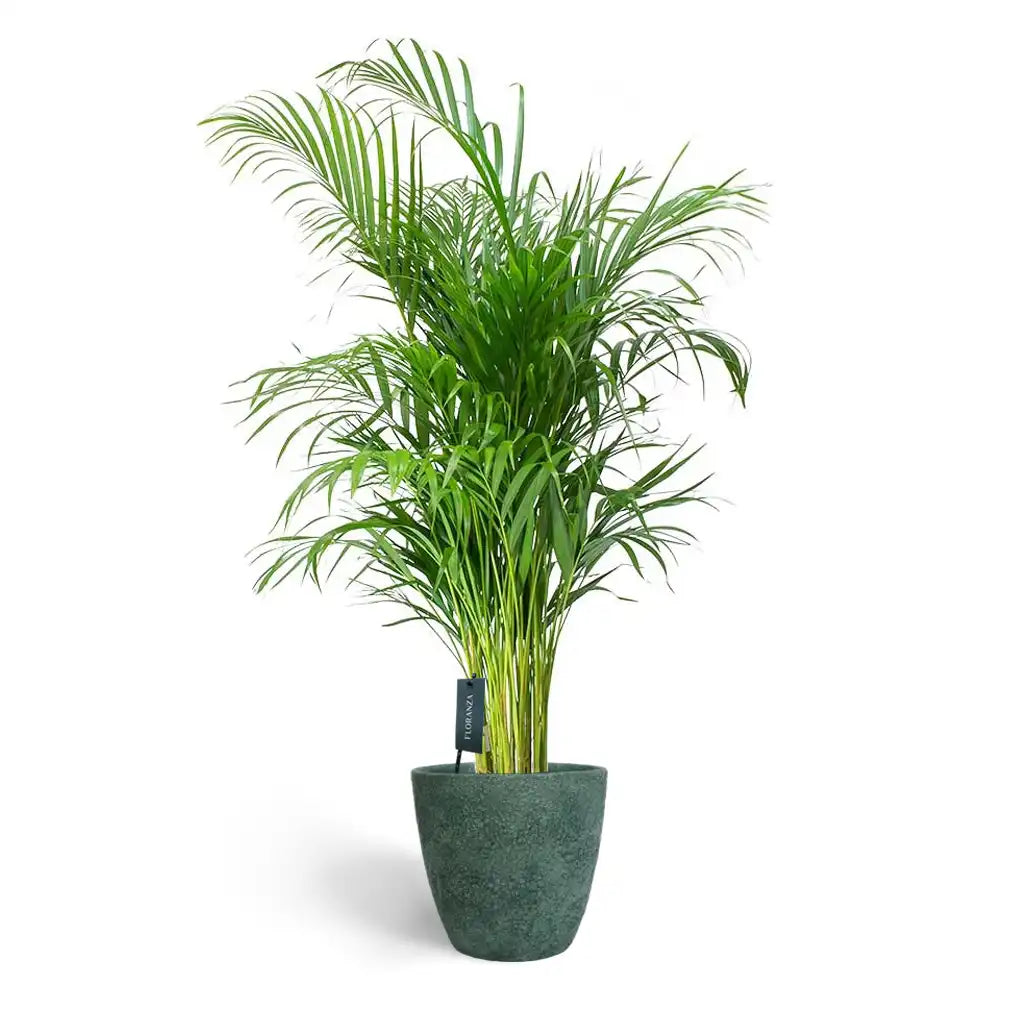 Chrysalidocarpus  - Areca Palm