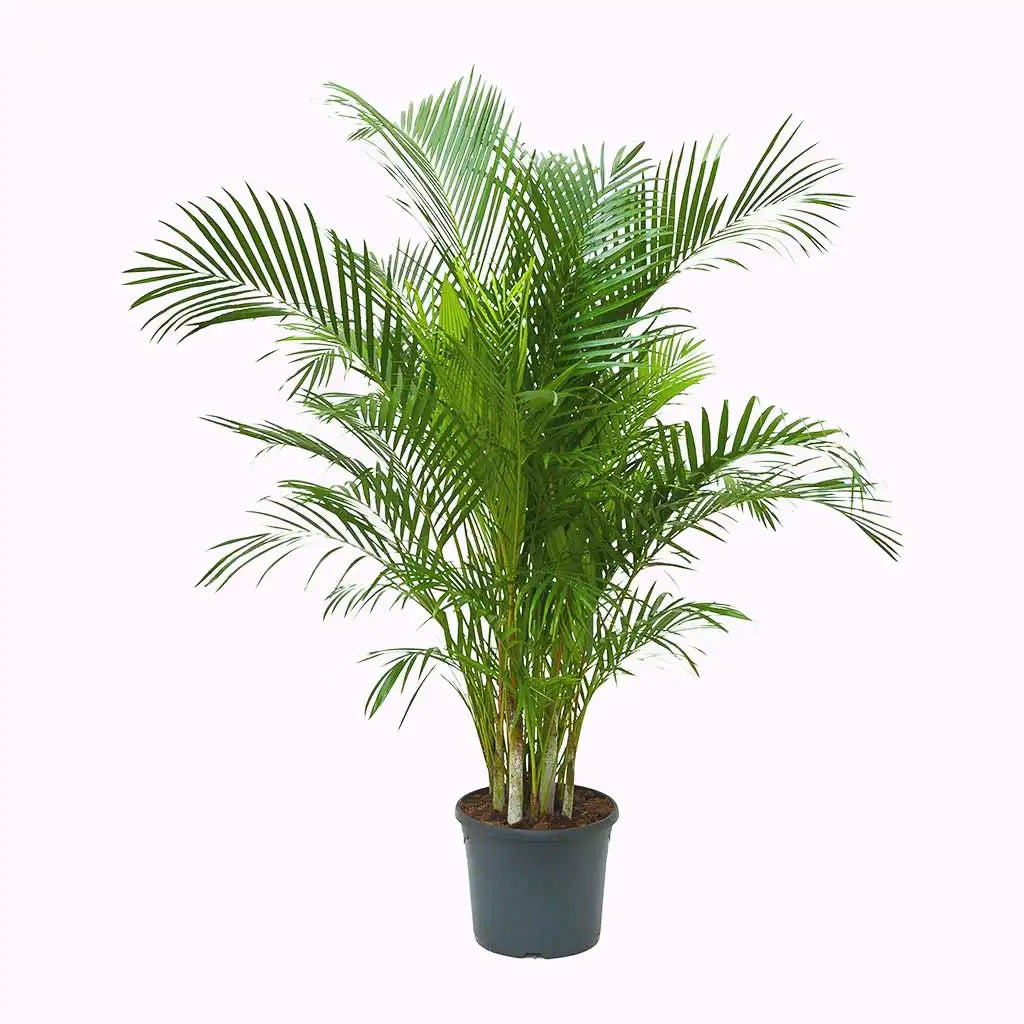 Chrysalidocarpus  - Areca Palm