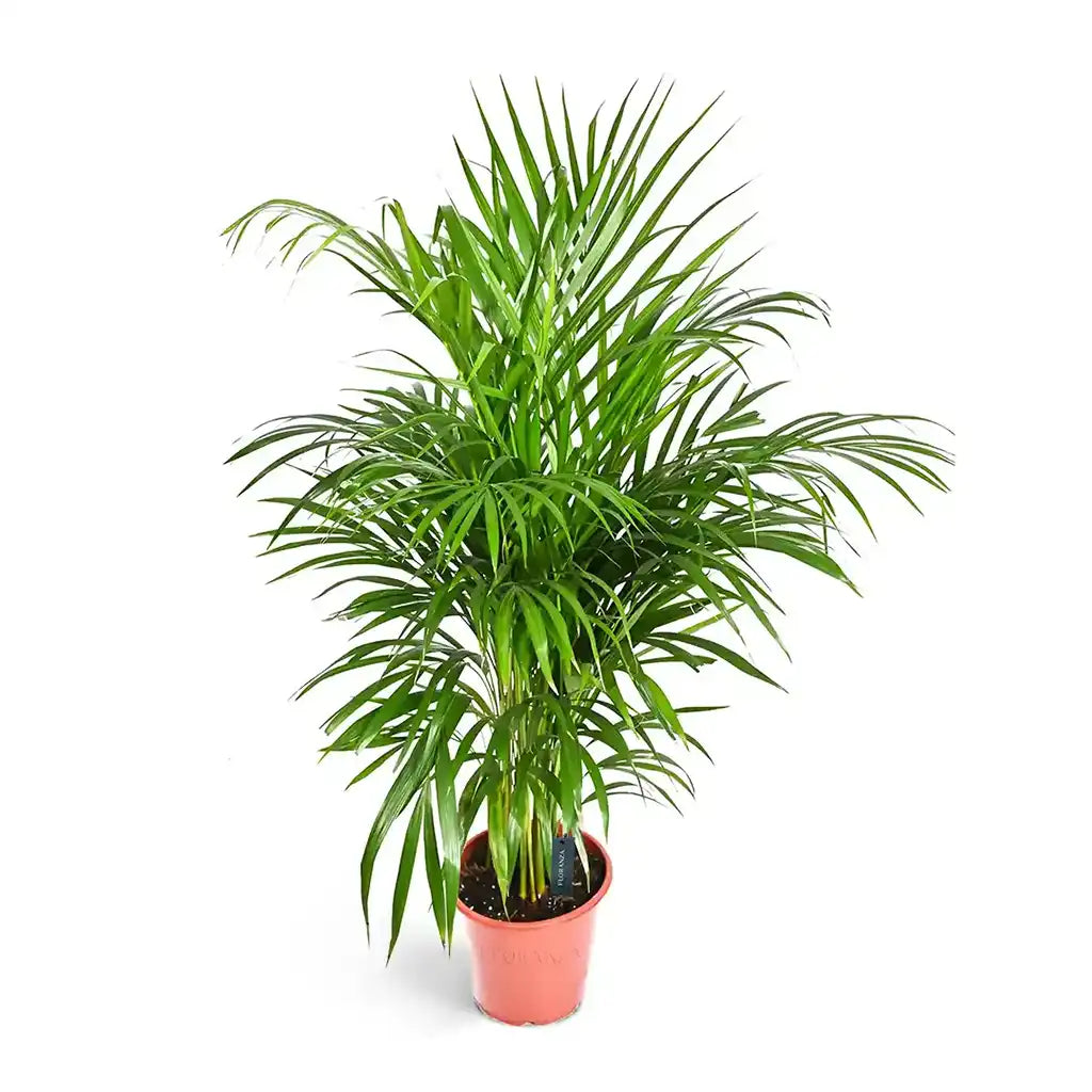 Chrysalidocarpus  - Areca Palm