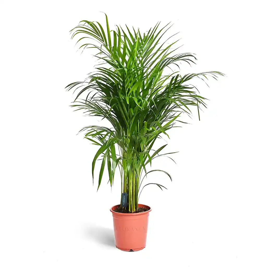 Chrysalidocarpus  - Areca Palm