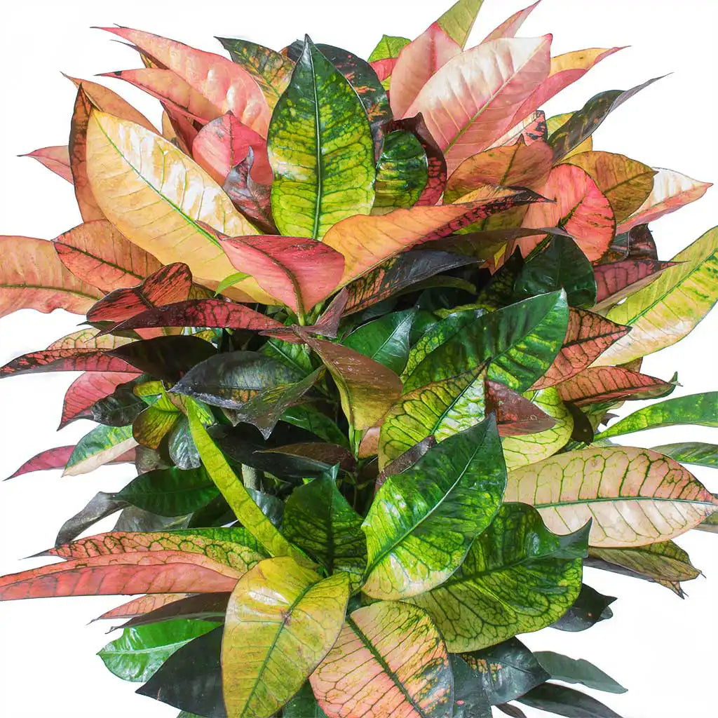 Codiaeum Iceton - Croton